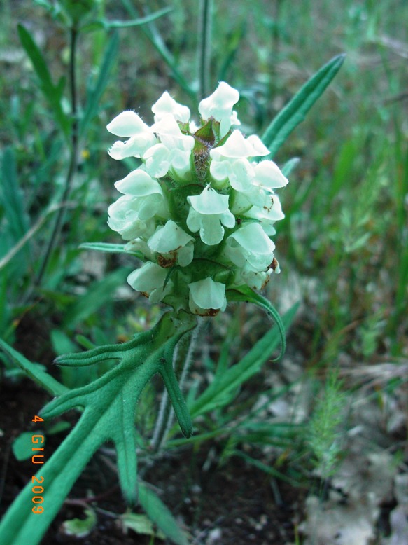 Prunella laciniata